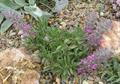 heal-all, self-heal, woundwort, betony, lamb's ears